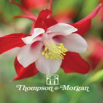 Graines d'Ancolie Red Hobbit - Aquilegia caerulea