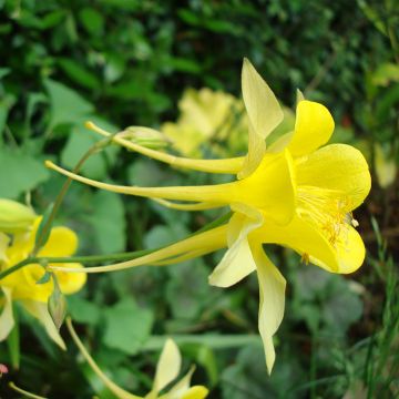 Aquilegia chrysantha Yellow Queen (Samen) - Langspornige Akelei