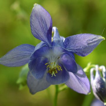 Aquilegia vulgaris (Samen) - Gemeine Akelei