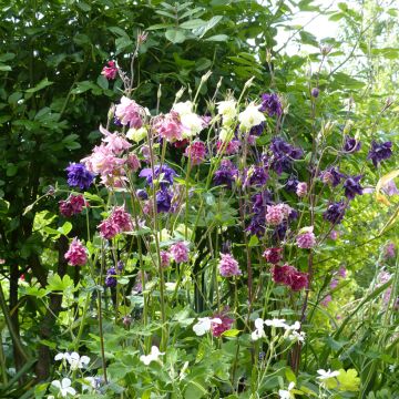 Aquilegia Plena Granny’s Bonnets (Samen) - Gefüllte Akelei