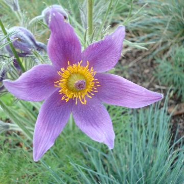 Violette Küchenschelle (samen) - Pulsatilla vulgaris