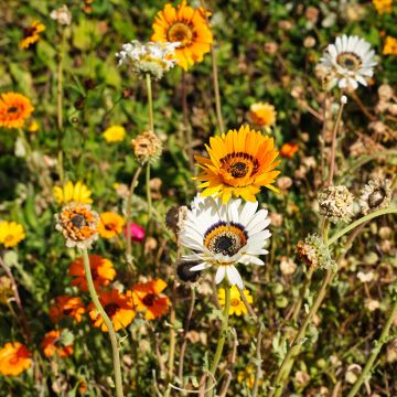 Venidium fastuosum Jaffa Ice (Samen) - Bärenohr