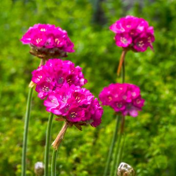 Armeria maritima Splendens (Samen) - Strand-Grasnelke