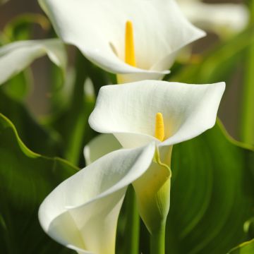 Zantedeschia aethiopica (Samen) - Zimmercalla