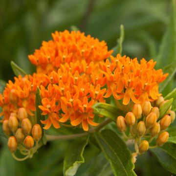 Asclepias tuberosa (Samen) - Knollige Seidenpflanze