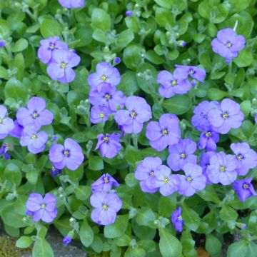 Blaukissen Royal Blue (Samen) - Aubrieta x cultorum