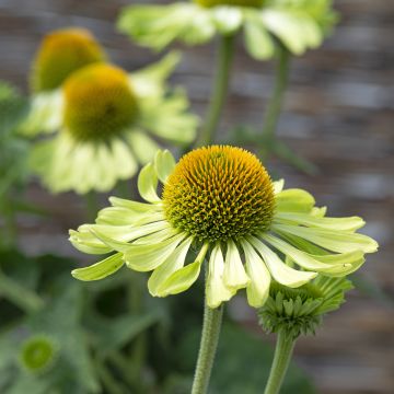 Echinacea purpurea Alan's Pride (Samen) - Sonnenhut