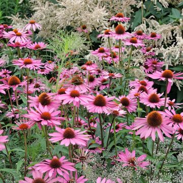 Graines d'Echinacea Pink Parasol -  Rudbeckia pourpre 