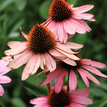 Echinacea purpurea Magnus (Samen) - Sonnenhut