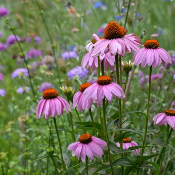 Echinacea purpurea (Samen) - Sonnenhut