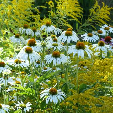 Echinacea purpurea White Swan (Samen) - Sonnenhut