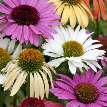 Graines d'Echinacea Paradiso Tall en mélange. - Rudbeckia pourpre