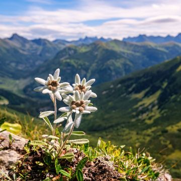 Alpen-Edelweiß (Samen) - Leontopodium alpinum (Samens)