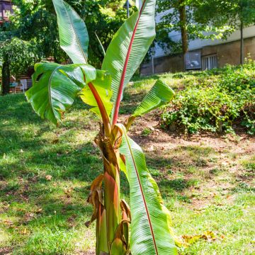 Ensete ventricosum (Samen) - Abessinische Banane