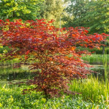 Fächerahorn Atropurpureum (Samen) - Acer palmatum