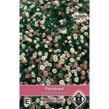 Karwinskis Feinstrahl Profusion (Samen) - Erigeron karvinskianus