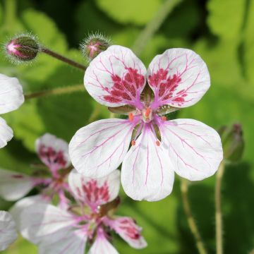 Erodium pelargoniiflorum Sweetheart (Samen) - Reiherschnabel