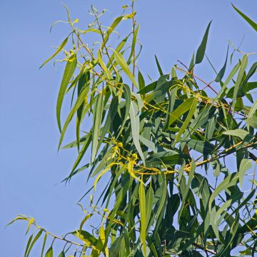 Corymbia citriodora Lemon Bush (Samen) - Zitroneneukalyptus