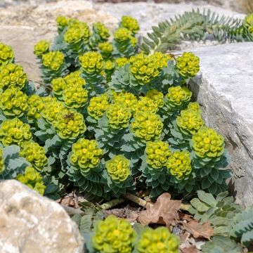 Euphorbia myrsinites (Samen) - Blaugrüne Wolfsmilch