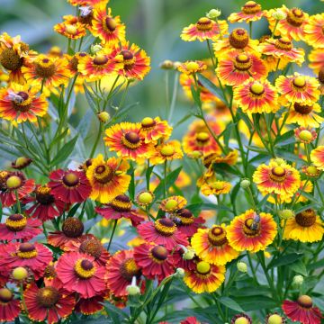 Sonnenbraut Red & Gold Hybrids (Samen) -  Helenium automnale