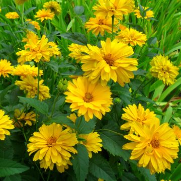 Heliopsis helianthoides var scabra Golden Double Hybrids (Samen) - Sonnenauge