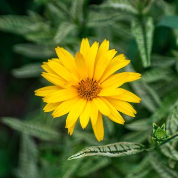 Heliopsis helianthoides Scabra Sunburst (Samen) - Sonnenauge