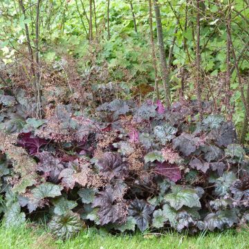 Heuchera micrantha Palace Purple (Samen) - Purpurglöckchen