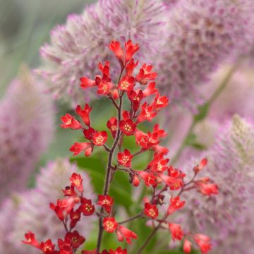 Heuchera sanguinea Vivid (Samen) - Purpurglöckchen