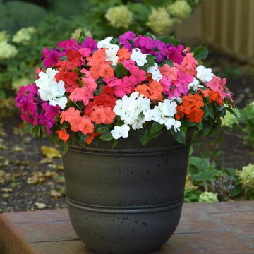 Fleißige Lieschen Beacon Mix (Samen) - Impatiens walleriana