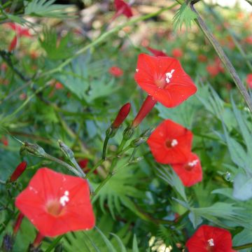 Ipomoea Cardinal Climber (Samen) - Prunkwinde