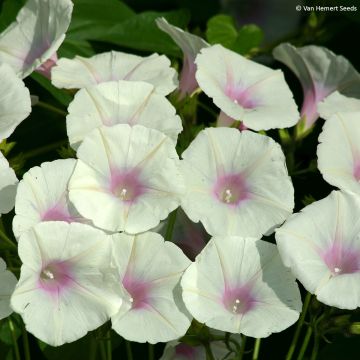 Ipomoea purpurea Dolce Vita (Samen) - Prunkwinde