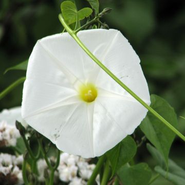 Ipomoea alba (Samen) - Mondwinde