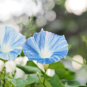 Ipomoea tricolor Flying Saucer (Samen) - Prunkwinde