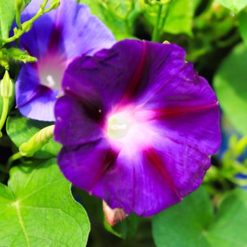 Ipomoea purpurea Grandpa Ott (Samen) - Prunkwinde