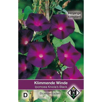 Ipomoea purpurea Kniola's Black (Samen) - Prunkwinde