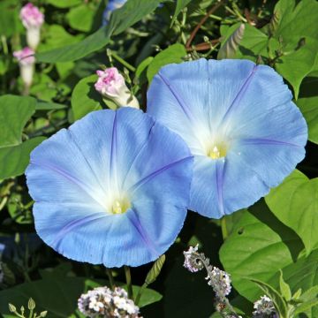 Ipomoea purpurea Light Blue Star (Samen) - Prunkwinde