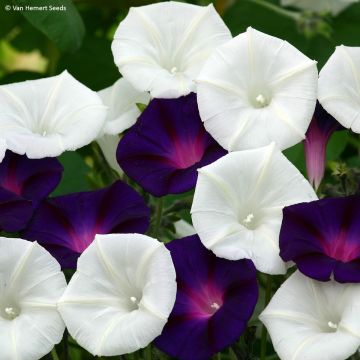 Ipomoea purpurea Shadow Dance (Samen) - Prunkwinde