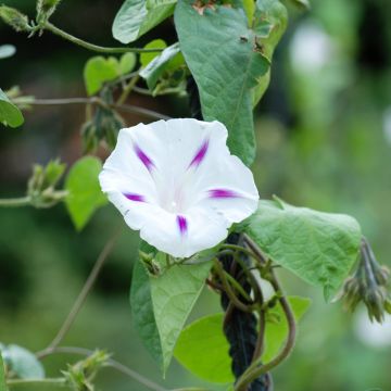 Ipomoea purpurea Shiva (Samen) - Prunkwinde