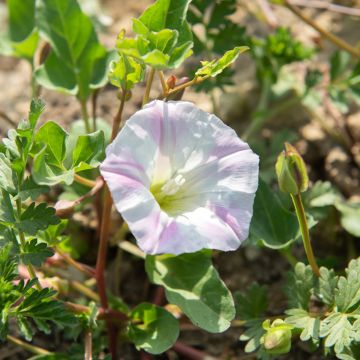 Ipomoea purpurea Shiva (Samen) - Prunkwinde