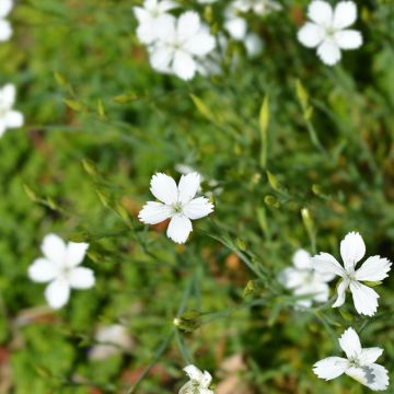 Heide-Nelke Albus (Samen) - Dianthus deltoides