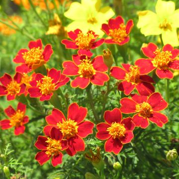 Studentenblume Paprika - Tagetes tenuifolia