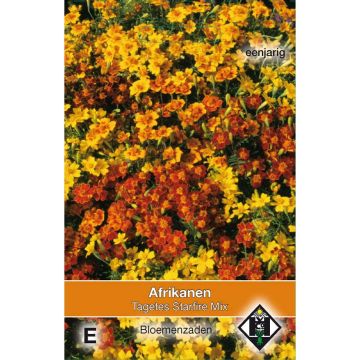 Studentenblume Starfire - Tagetes tenuifolia