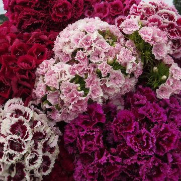 Dianthus barbatus Robustus Extra Mix (Samen) - Bartnelke