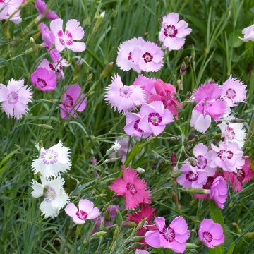 Feder-Nelke Ipswich Pinks Mixed (Samen) - Dianthus plumarius