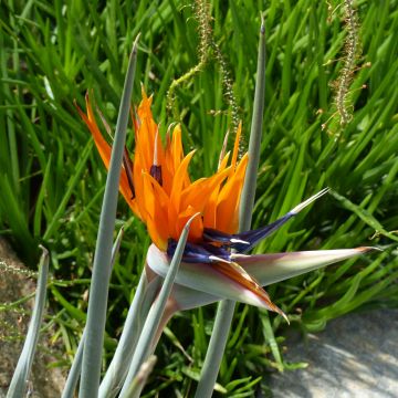 Strelitzia reginae (Samen) - Paradiesvogelblume