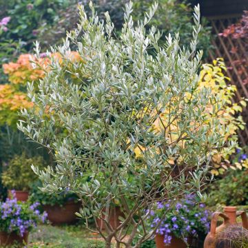 Ölbaum (Samen) - Olea europaea