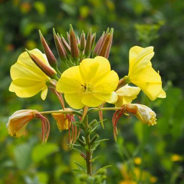 Oenothera biennis (Samen) - Gewöhnliche Nachtkerze