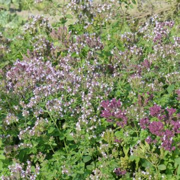 Gewöhnlicher Dost (Samen) - Origanum vulgare