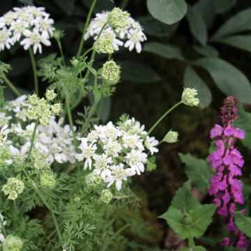 Orlaya grandiflora (Samen) - Strahlen-Breitsame