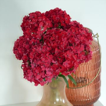 Dianthus barbatus Flora Pearl Terracotta (Samen) - Bartnelke